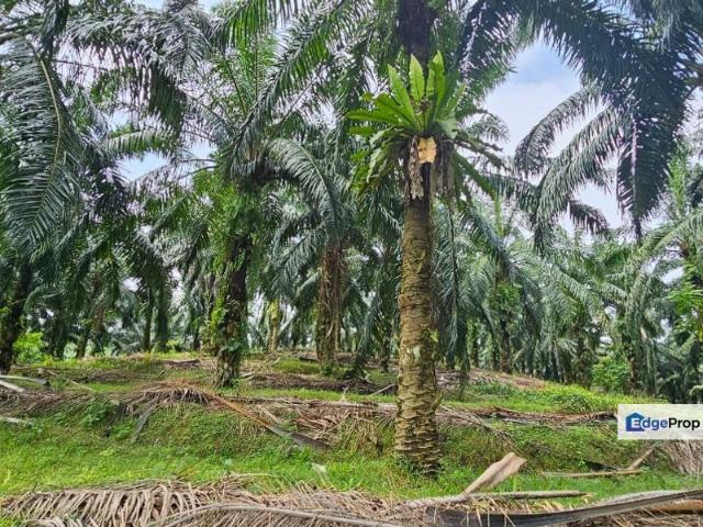 Shop for sale in Perak, Siputeh