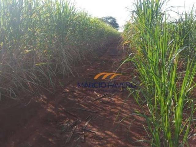 Sítio e chácara venda em Região Imediata de São João da Boa Vista, Região Metropolitana de Ribeirão Preto