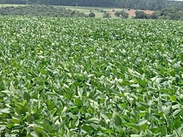 Sítio e chácara venda em Região Imediata de Itapetininga, Angatuba