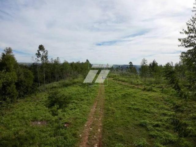 Sítio e chácara venda em Região Geográfica Imediata de Cascavel, Cascavel
