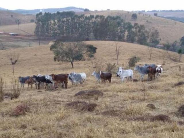 Sítio e chácara venda em Região Imediata de São José do Rio Preto, Região Metropolitana de São José do Rio Preto