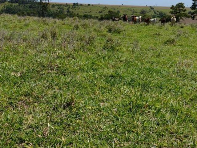 Sítio e chácara venda em Tatuí