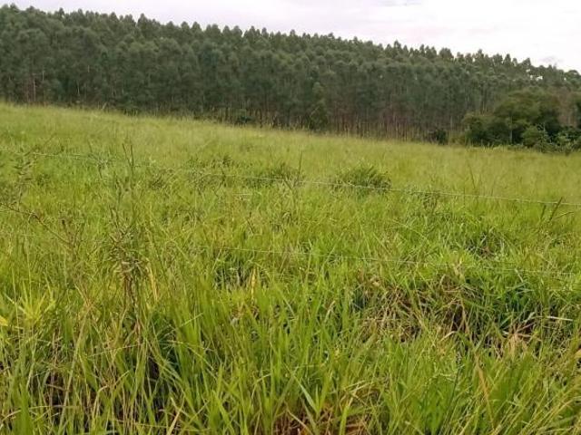 Sítio e chácara venda em Região Imediata de Itapeva, Capão Bonito