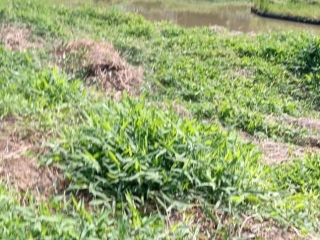 Sítio e chácara venda em Região Imediata de Itapeva, Ribeirão Grande