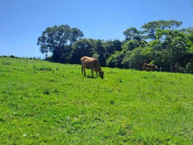 Sítio e chácara venda em Região Geográfica Imediata de Santa Cruz do Sul, Rio Pardo
