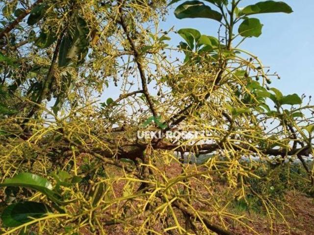 Sítio e chácara venda em Região Geográfica Imediata de Londrina, Londrina