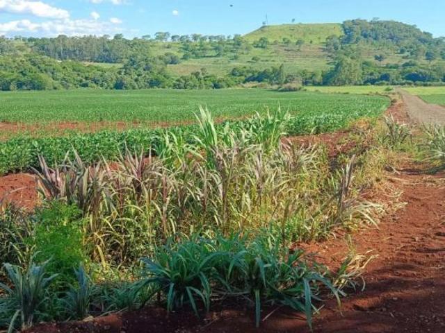 Sítio e chácara venda em Região Geográfica Imediata de Toledo, Santa Helena