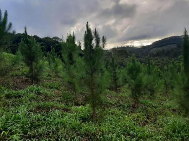 Sítio e chácara venda em Região Imediata de Itapeva, Ribeirão Branco