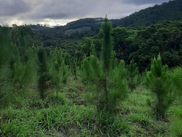 Sítio e chácara venda em Região Imediata de Itapeva, Ribeirão Branco