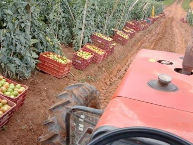 Sítio e chácara venda em Região Imediata de Itapeva, Ribeirão Branco