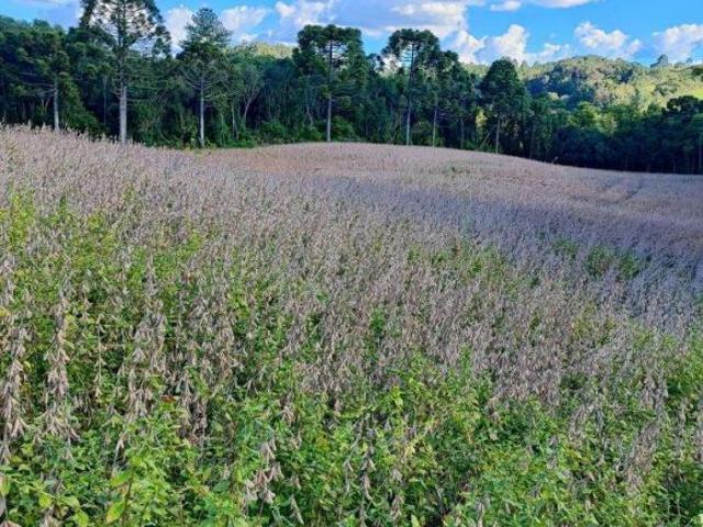 Sítio e chácara venda em Região Geográfica Imediata de Francisco Beltrão, Francisco Beltrão