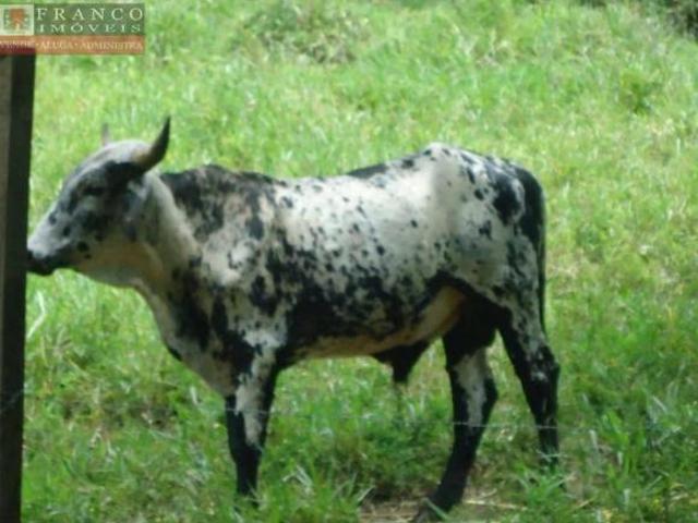 Sítio e chácara venda em Região Imediata de Amparo, Monte Alegre do Sul