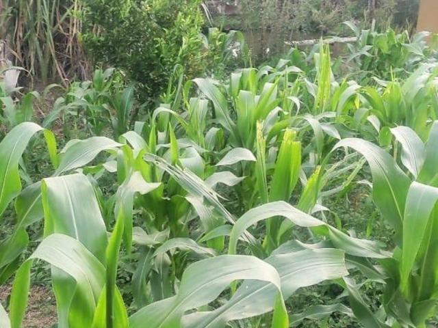 Sítio e chácara venda em Região Geográfica Imediata de Oliveira, Piracema