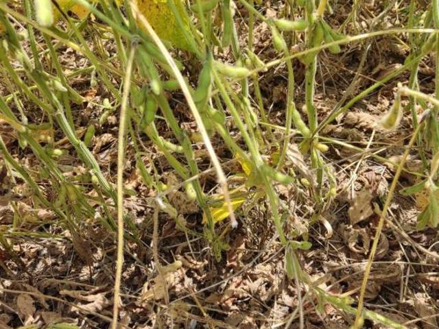 Sítio e chácara venda em Região Imediata de Sorocaba, Região Metropolitana de Sorocaba