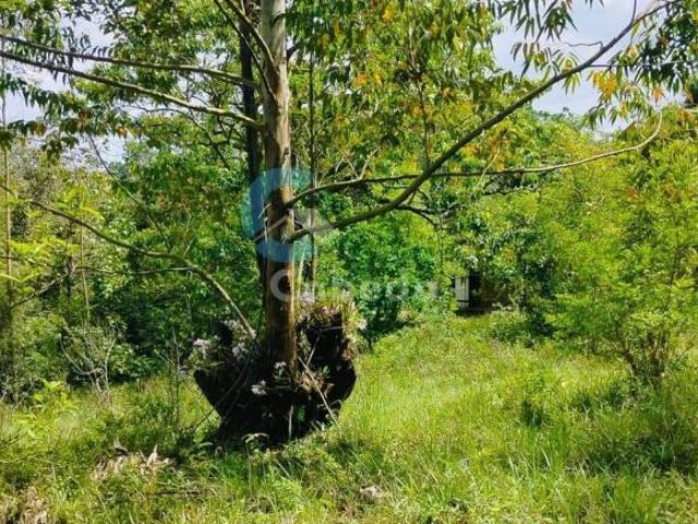 Sítio e chácara venda em Região Geográfica Imediata de Porto Alegre, Região Metropolitana de Porto Alegre