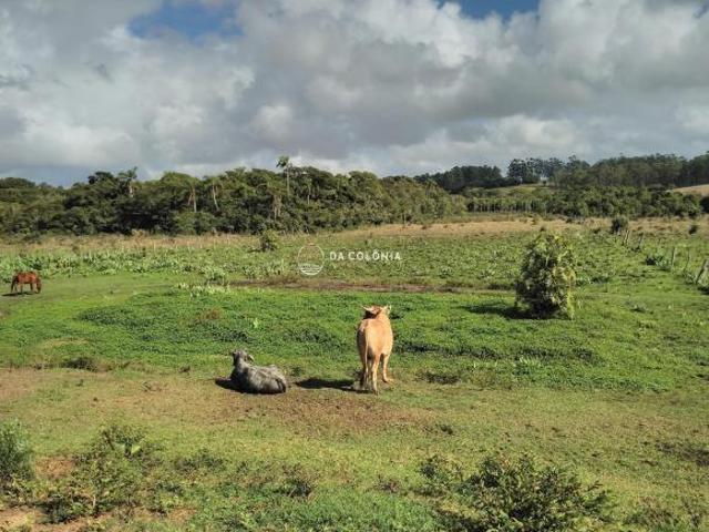 Sítio e chácara venda em Região Geográfica Imediata de Torres, Aglomeração Urbana do Litoral Norte