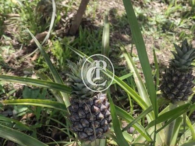 Sítio e chácara venda em Região Imediata de Campinas, Região Metropolitana de Campinas