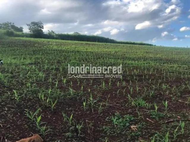 Sítio e chácara venda em Região Geográfica Imediata de Paranavaí, Guairaçá