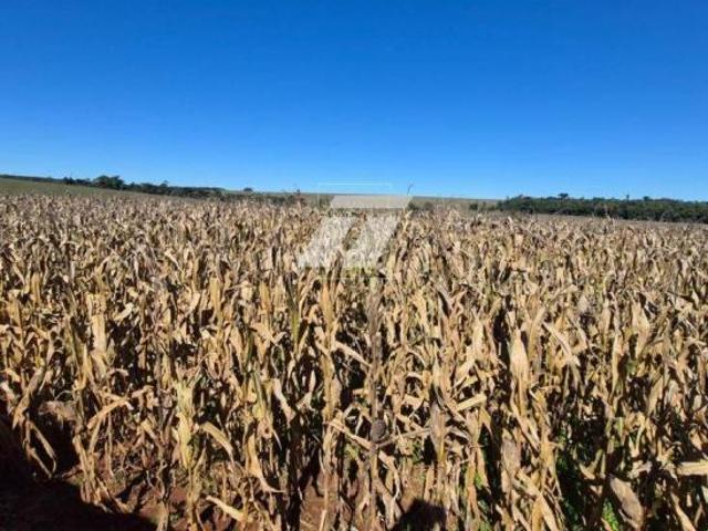 Sítio e chácara venda em Região Geográfica Imediata de Cascavel, Cascavel