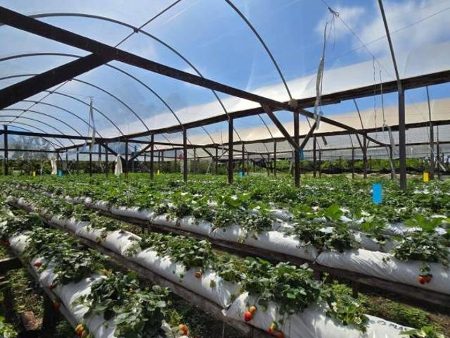 Sítio e chácara venda em Região Geográfica Imediata de Santa Cruz do Sul, Vera Cruz