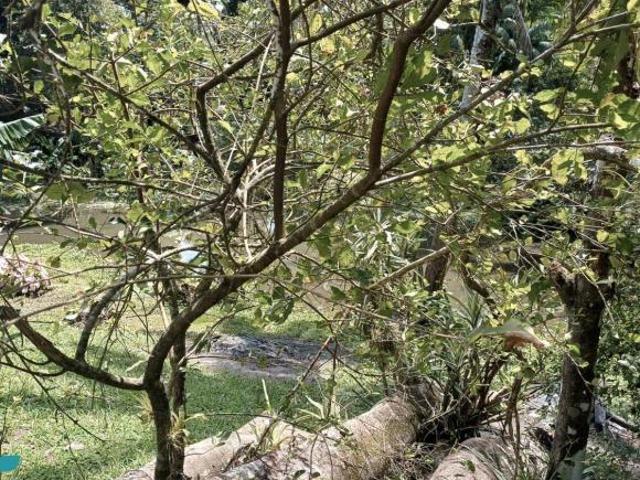 Sítio e chácara venda em Região Imediata de Caraguatatuba-Ubatuba-São Sebastião, Região Metropolitana do Vale do Paraíba e Litoral Norte