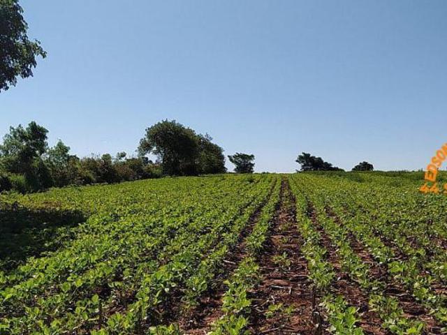 Sítio e chácara venda em Região Geográfica Imediata de Toledo, Terra Roxa