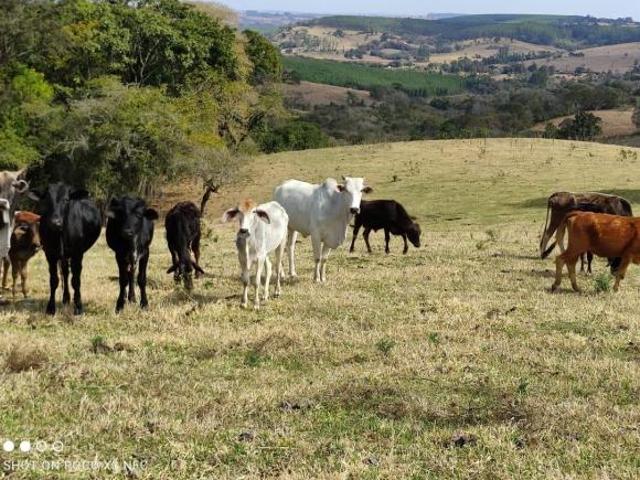 Sítio e chácara venda em Região Imediata de Itapetininga, Angatuba