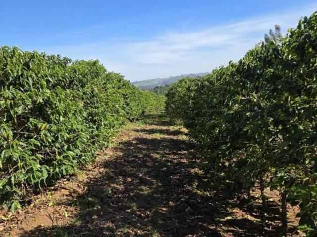 Sítio e chácara venda em Região Geográfica Imediata de Varginha, Elói Mendes
