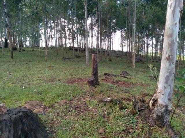 Sítio e chácara venda em Região Geográfica Imediata de Santa Cruz do Sul, Santa Cruz do Sul