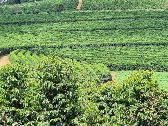 Sítio e chácara venda em Região Geográfica Imediata de Divinópolis, Cláudio