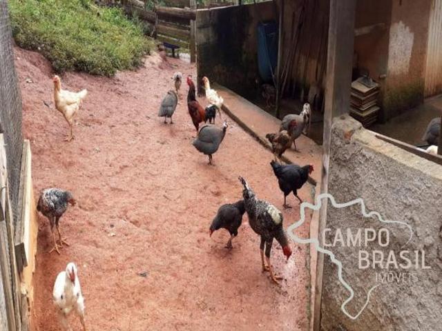 Sítio e chácara venda em Sapucaí-Mirim