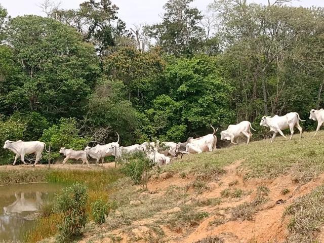 Fazenda venda em Região Imediata de Itapetininga, Região Metropolitana de Sorocaba