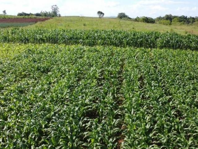 Sítio e chácara venda em Região Geográfica Imediata de Santa Cruz do Sul, Santa Cruz do Sul