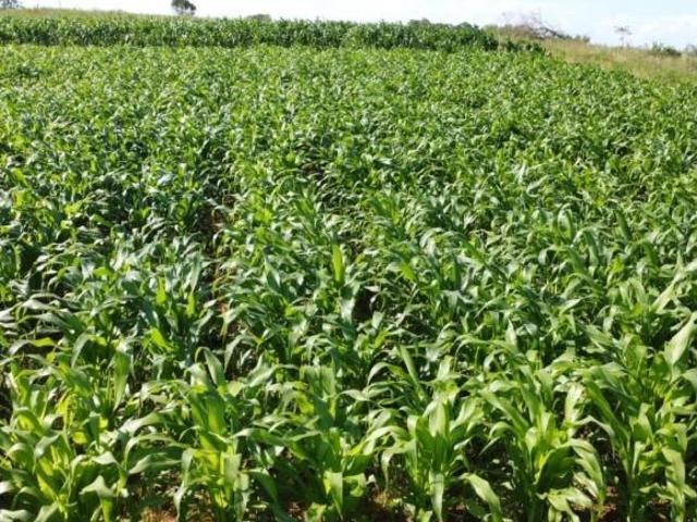 Sítio e chácara venda em Região Geográfica Imediata de Santa Cruz do Sul, Santa Cruz do Sul
