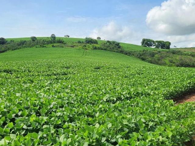 Sítio e chácara venda em Região Geográfica Imediata de Pouso Alegre, Careaçu