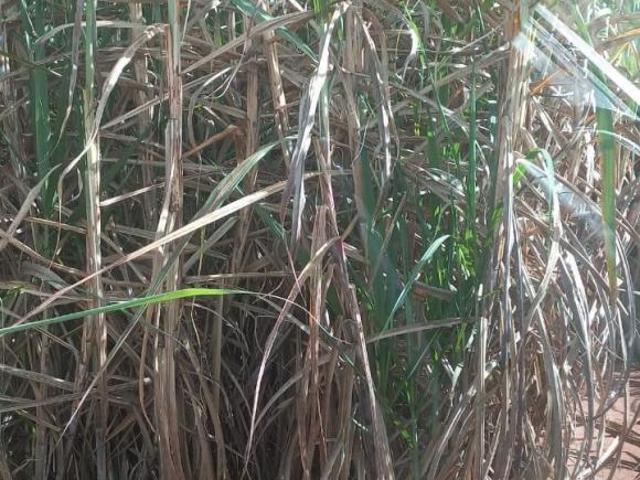 Sítio e chácara venda em Região Geográfica Imediata de Ituiutaba, Gurinhatã