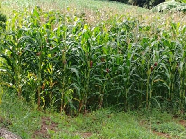 Sítio e chácara venda em Região Imediata de Bragança Paulista, Tuiuti
