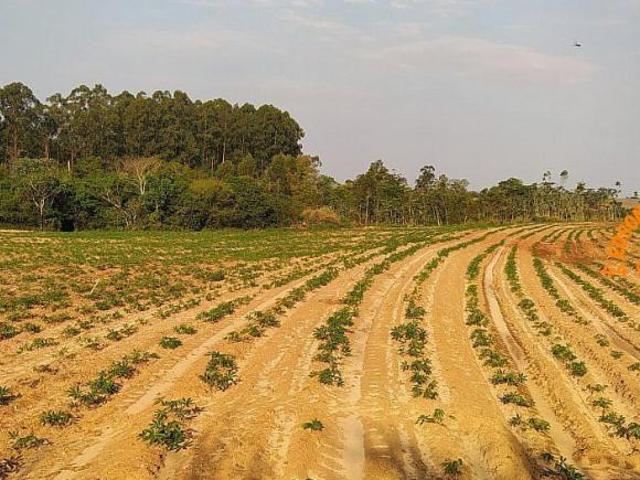 Sítio e chácara venda em Região Geográfica Imediata de Toledo, Terra Roxa