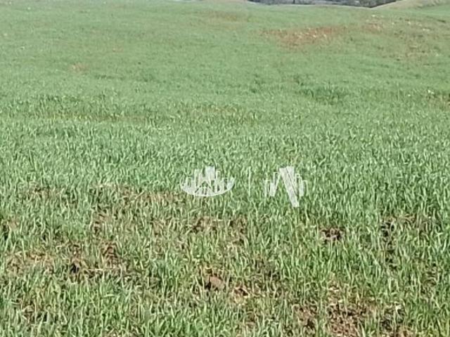 Sítio e chácara venda em Região Geográfica Imediata de Londrina, Tamarana