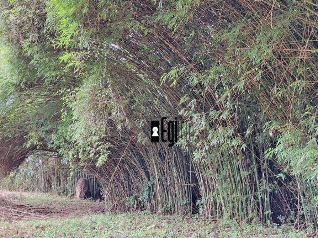 Sítio e chácara venda em Região Geográfica Imediata de Barbacena, Barbacena