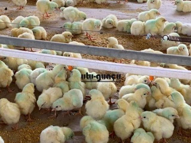 Sítio e chácara venda em Região Imediata de Jundiaí, Cabreuva