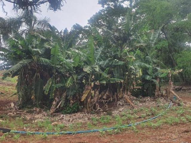 Sítio e chácara venda em Região Geográfica Imediata de Londrina, Londrina