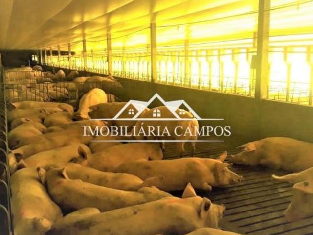 Sítio e chácara venda em Região Geográfica Imediata de Toledo, Toledo