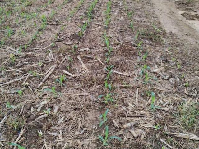 Sítio e chácara venda em Angatuba