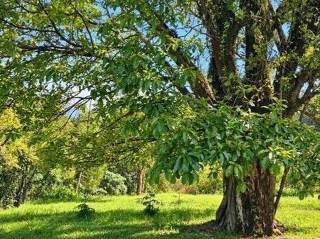 Sítio e chácara venda em Nova Petrópolis