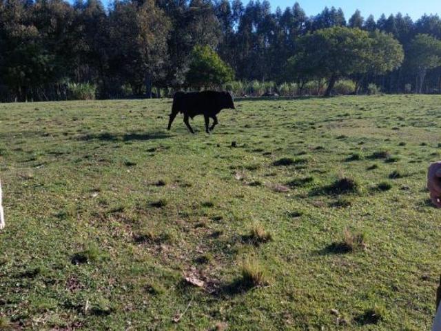 Sítio e chácara venda em Região Geográfica Imediata de Porto Alegre, Região Metropolitana de Porto Alegre