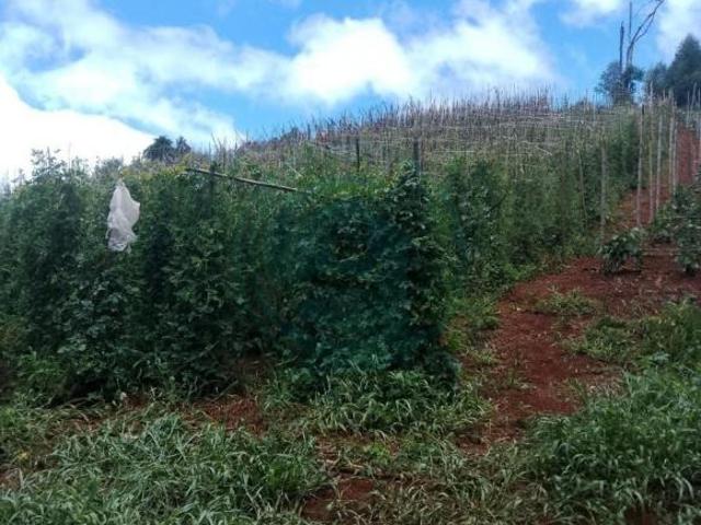 Sítio e chácara venda em Guapiara