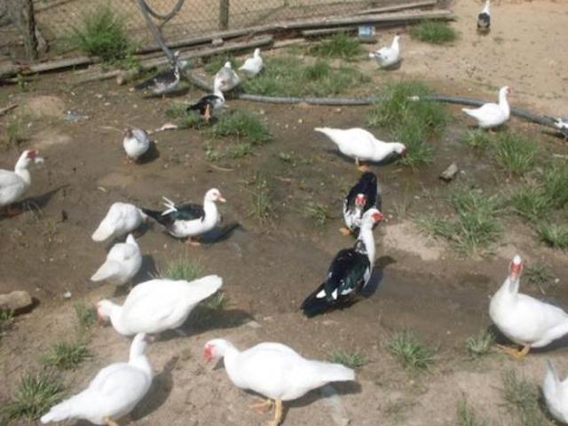 Sítio e chácara venda em Juquiá, Juquia