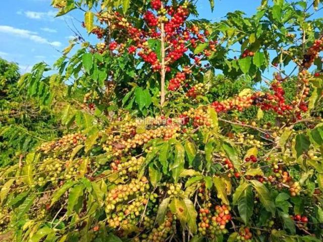 Sítio e chácara venda em Região Geográfica Imediata de Ibaití, Pinhalão