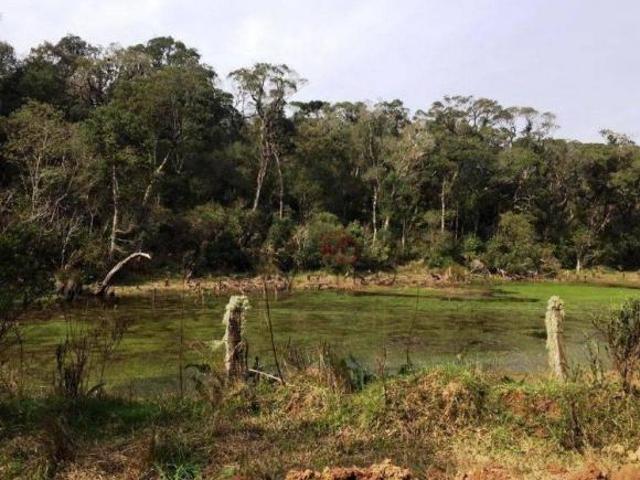 Sítio e chácara venda em Tainhas, São Francisco de Paula
